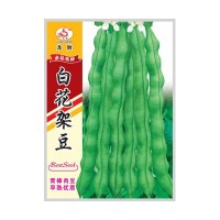 重慶本地受歡迎的四季豆品種，好吃好賣不易老化帶小時(shí)候的清香味