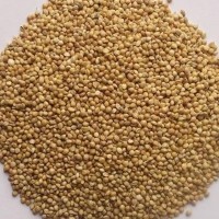 山西產地100斤/袋帶皮殼紅谷子、白谷子黃谷子、鳥食谷子 不包郵