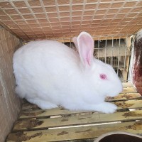 先養(yǎng)后結(jié)賬 免費教新西蘭種兔養(yǎng)殖技術 買新西蘭兔苗免費運輸