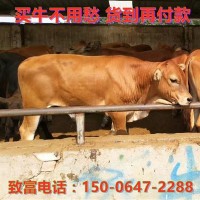 先養(yǎng)后付款在線咨詢魯西黃牛肉牛犢價(jià)格買(mǎi)利木贊牛犢免費(fèi)運(yùn)輸?shù)郊?/></a>
<ul><li><a href=