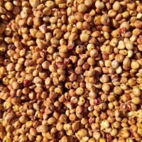 大量現(xiàn)貨出售內蒙古優(yōu)質紅高粱