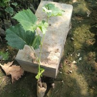 陽(yáng)光玫瑰葡萄苗葡萄果樹不含盆南方北方種植盆栽陽(yáng)光樹苖批發(fā)
