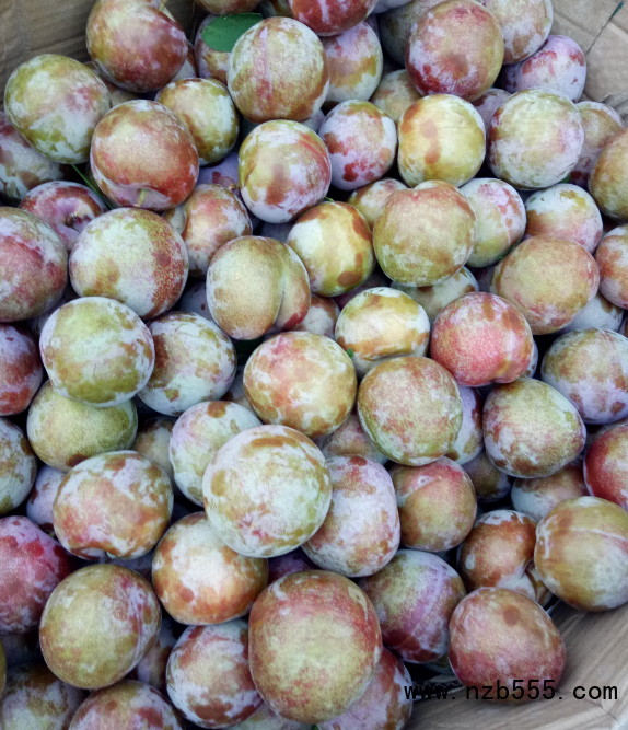 這是一張四川漢源李子哥探索農(nóng)村電商之路的配圖