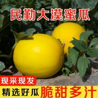 黃河蜜瓜頭茬當季現(xiàn)采摘應(yīng)季采摘哈密瓜甘肅民勤3斤5斤9斤