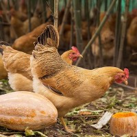 黃山土雞-竹林散養下蛋老母雞-現宰現發，順豐空運