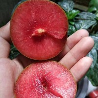 廠家直銷(xiāo)李子苗 嫁接李子樹(shù)苗 郵嫁接北方種植量大優(yōu)惠