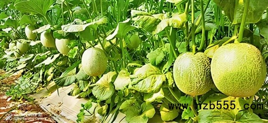 ▲時創科技金伯利農場種植的網紋瓜