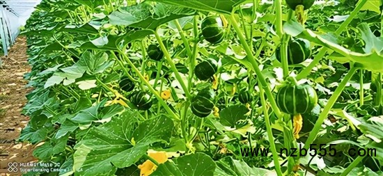 ▲ 時創科技金伯利農場種植的南瓜