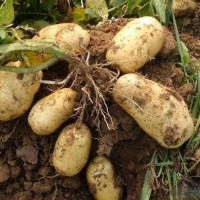 熱銷冷庫(kù)保鮮荷蘭土豆(紙箱包裝，袋裝的都有)