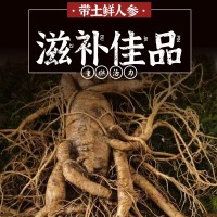廠家批發(fā)東北特產長白山人參量大從優(yōu)新鮮帶土鮮人參泡酒煲湯人參