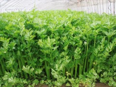 西芹的四季種植:四季皆宜的蔬菜