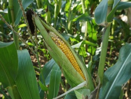 大雨過后，玉米褐斑病怎么辦？如何防治？