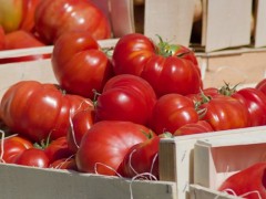 大棚種植西紅柿，如何管控病蟲害問題？