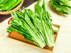 種植油麥菜的最佳時間！選對種植時間，油麥菜才能高產！