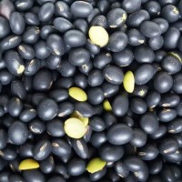 低溫烘焙綠心青仁黑豆 熟五谷雜糧 磨粉現(xiàn)磨豆?jié){原料批發(fā)