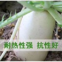 甜脆三尺象牙白蘿卜種子白羅卜種籽耐寒耐濕秋播農家菜園蔬菜種孑