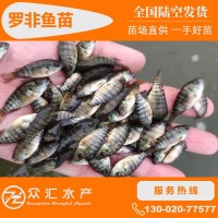 批發羅非魚苗 新吉富羅非魚苗 單性羅非魚苗 福壽魚 量大優惠