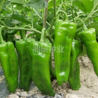 大果99-湘研老品種早熟、薄皮燈籠椒菜椒辣椒種子