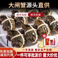【活蟹現貨】蘇州精品批發團購大閘蟹鮮活螃蟹禮盒中秋禮專享優惠