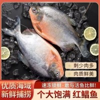 紅鯧魚 整條紅鯧魚 鮮味十足 新鮮 無冰衣 冰鮮冷凍鯧魚新鮮大號(hào)