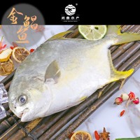 新鮮金鯧魚無冰鮮活速凍海捕二去金鯧魚特大號(hào)湛江金鯧魚海鮮批發(fā)